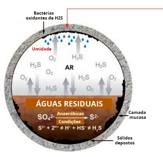 Acqua Regis®