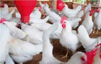Agricultura